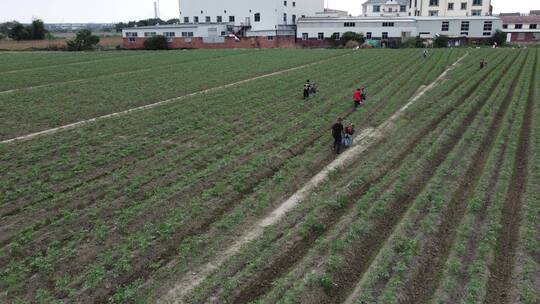 航拍种植西红柿4K实拍视频