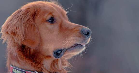 狗，金毛猎犬，玩耍，雪