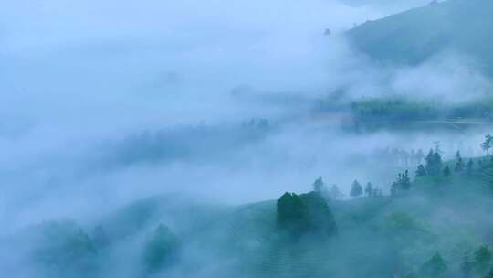 航拍茶山 茶山清晨云雾  云雾茶 茶山宣传片