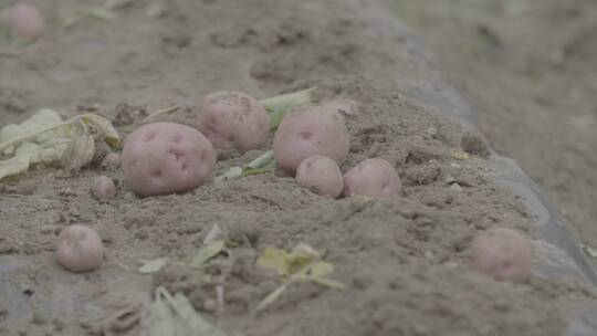 土豆种植收获土豆LOG视频素材视频素材模板下载
