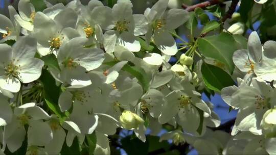 苹果树上的花朵