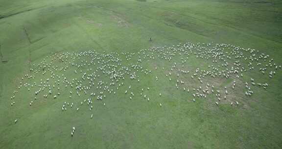 内蒙古大草原上奔跑的羊群小羊羔