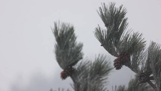 飘雪中的松树松塔4K素材