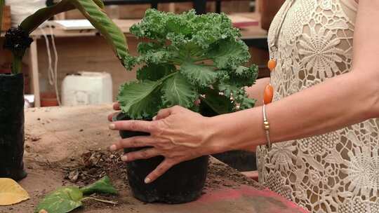 女人种植植物