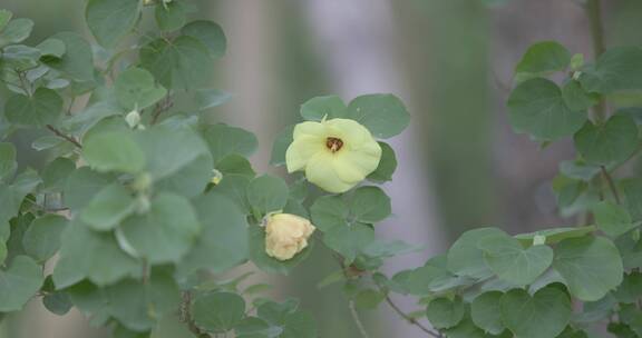 唯美春天公园花草树木阳光风景海滨木槿花