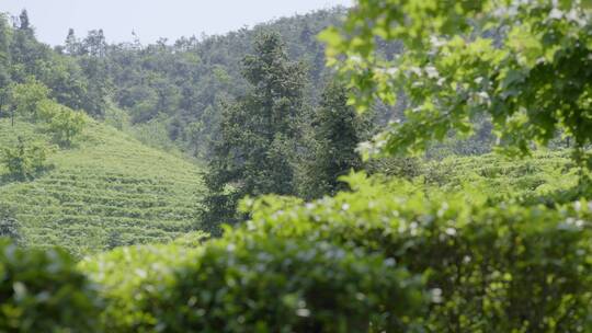 茶叶 茶场 茶山 南方茶场 绿茶 移动变焦