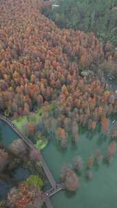 杭州青山湖水杉水上森林公园秋色航拍
