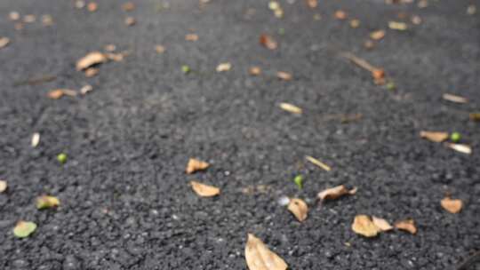 学校风景空镜头地上落叶