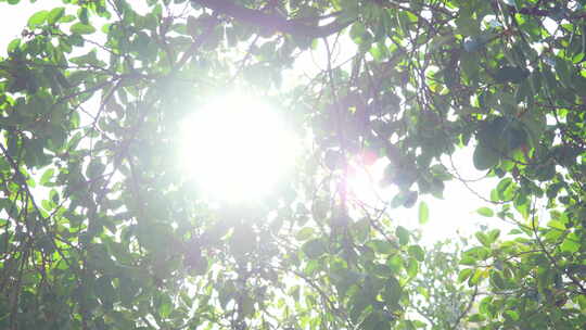 阳光照射下的森林树木树叶