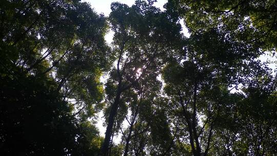 茂密绿色植物夏日清凉