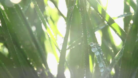 雨后草