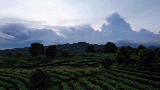 云南普洱茶山