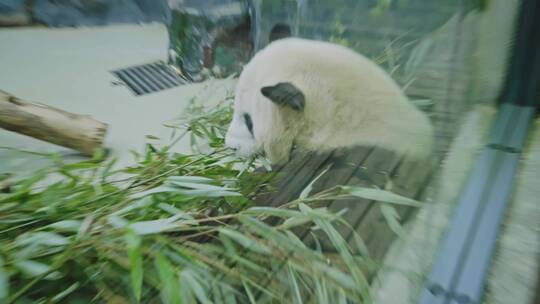 大熊猫视频录像4K