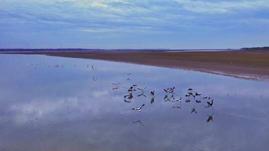 航拍成群的大雁白鹤 鄱阳湖 候鸟