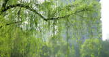 春天柳树发芽了长长的柳枝随风起舞高清在线视频素材下载