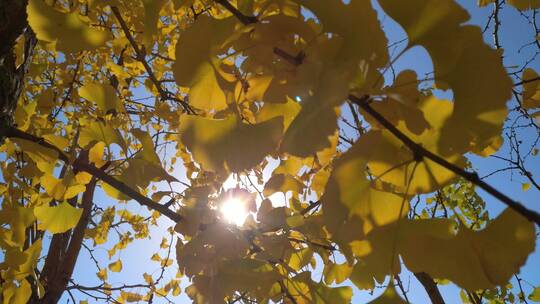 唯美秋天里金黄唯美的阳光银杏树树叶
