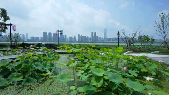 武汉沙湖公园荷花节