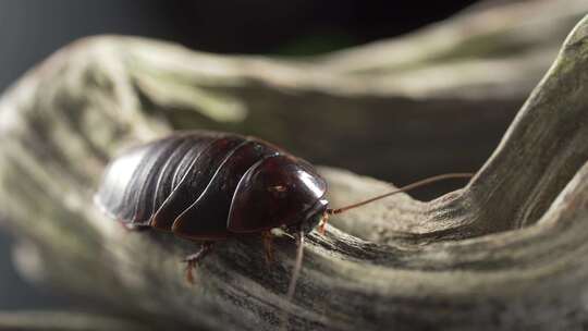宏观视频许多美国蟑螂在下水道里觅食