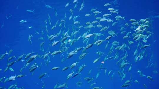 海洋水族馆鱼群