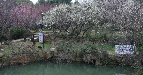 苏州香雪海典雅梅花绽放