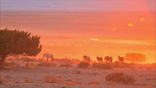 夕阳下的马群