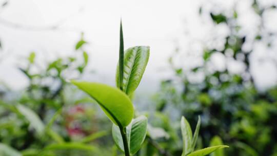 4K-古树春茶，春茶发芽，茶叶特写