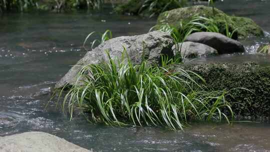 溪谷水流，绿茵水草石菖蒲