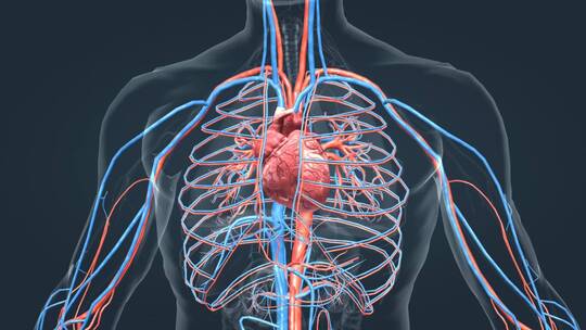 3D人体器官心脏医学动画
