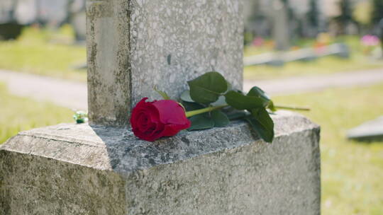 晴天墓地墓碑上的红玫瑰特写