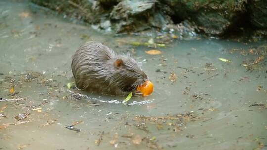 海狸在水中吃胡萝卜