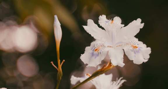 白色的蝴蝶花特写