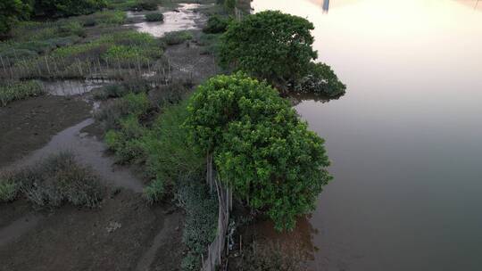 河岸湿地航拍