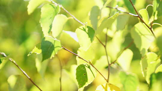 微距植物实拍