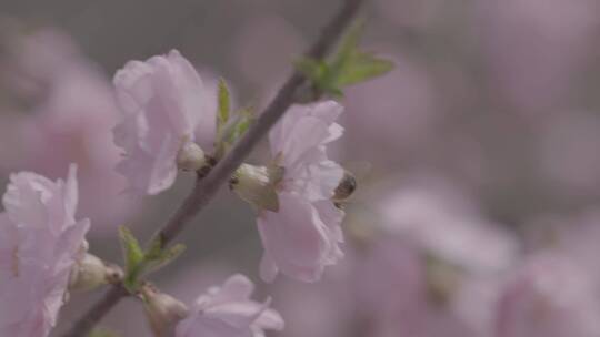 桃花中采蜜的蜜蜂升格慢镜头LOG