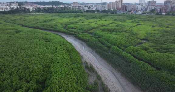 泉州海湾红树林