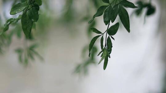 小清新唯美下雨天的雨中树叶