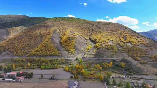 航拍四川甘孜新都桥甲根坝彩林秋景风光