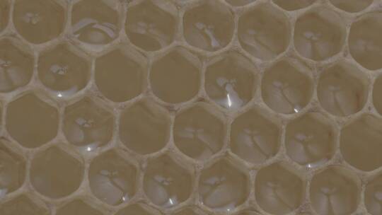 蜜蜂蜂巢特写LOG视频素材模板下载