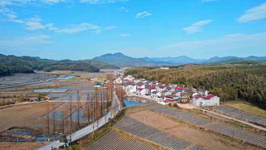 南平 光泽乡村道路 回家的路乡村路旁白桦树