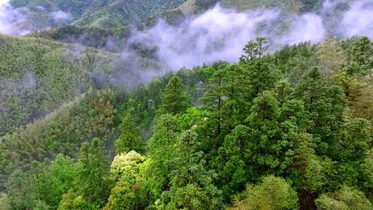 实拍雨后森林云雾缭绕 绿水青山 高山云海