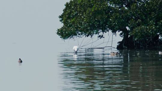 深圳湾鸟类栖息地自然风光视频视频素材模板下载