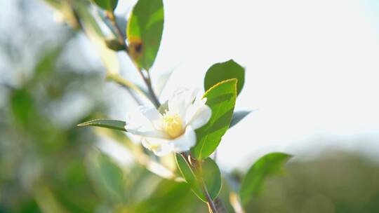 山茶油树开花了视频素材模板下载