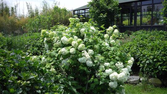 【精品】绣球花花园花房鲜花