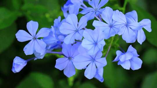 夏天盛开的蓝花丹蓝色小花实拍视频素材模板下载