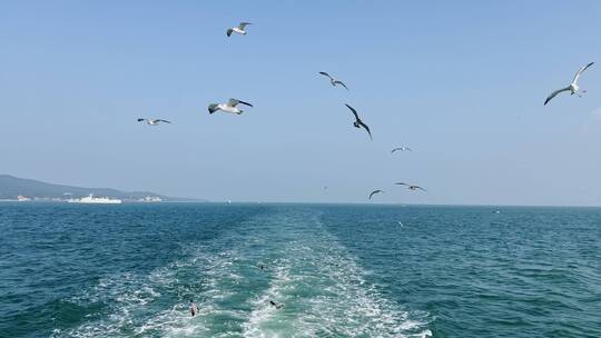 海上海鸥飞翔