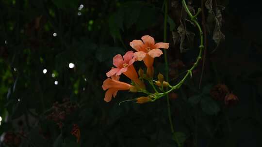 橙色花朵摇曳空镜