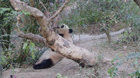 国宝熊猫 动物园 可爱的熊猫视频素材模板下载