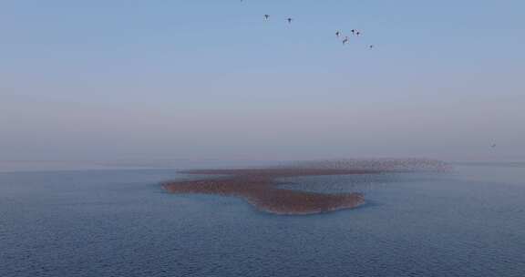 鸟浪与鹰