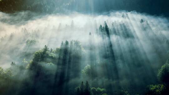 航拍迷雾森林
