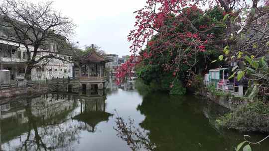 中国广东省广州市海珠区黄埔村木棉花